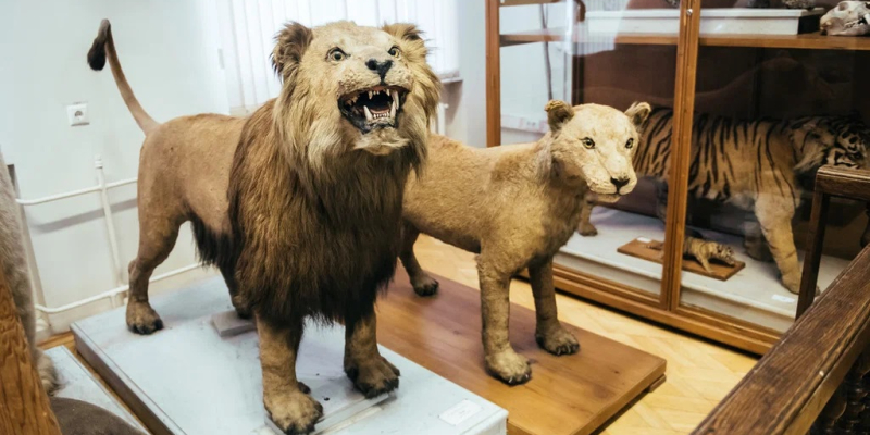 Зоологический музей и гербарий имени Э.А.Эверсмана